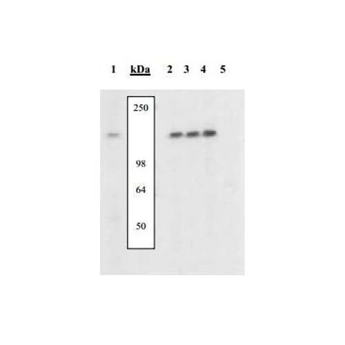 15710. ANTI-NFAT1 (PHOSPHO S54) ANTIBODY 10 TESTS - ABCAM