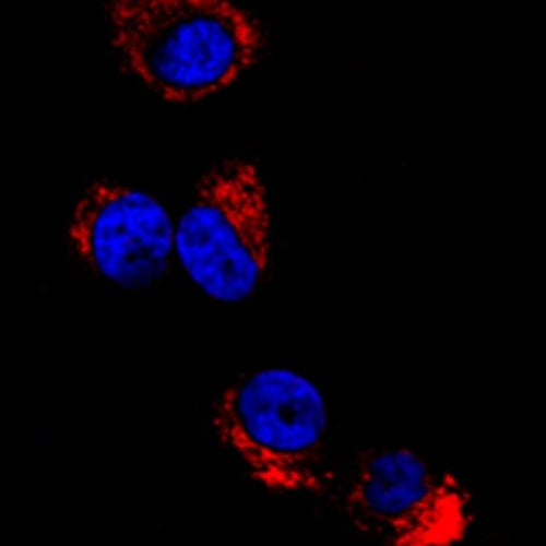 4621. ANTI-HA TAG ANTIBODY 100UG - ABCAM