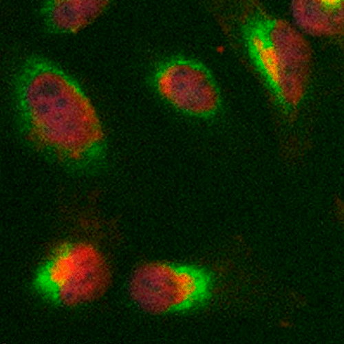 26480. ANTI-ALPHA LACTALBUMIN ANTIBODY (F20.16) 50UG ABCAM