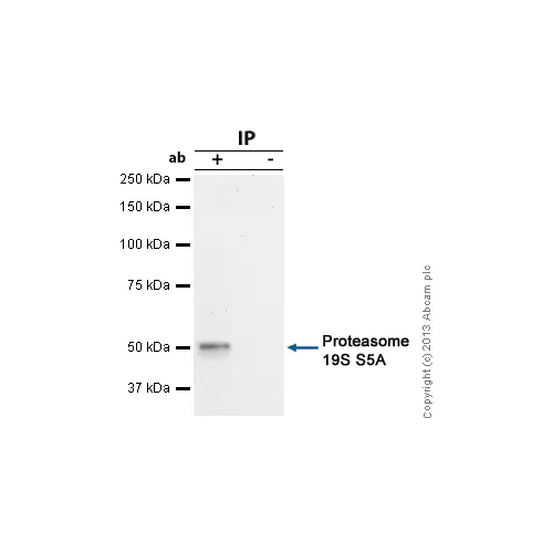 26492. ANTI-PROTEASOME 19S S5A/ASF ANTIBODY (AH1.1) 50UG ABCAM