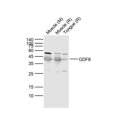 2928. ANTI-GDF8 MYOSTATIN ANTIBODY 100UL ABCAM