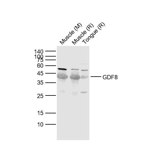 2928. ANTI-GDF8 MYOSTATIN ANTIBODY 100UL ABCAM