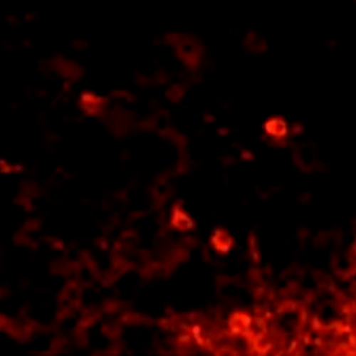 26437. ANTI-VR1 ANTIBODY (BS397) C-TERMINAL 100UG ABCAM