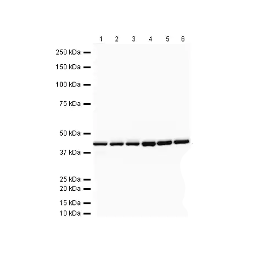 5537. GOAT ANTI-RABBIT IGG H&L (HRP) 500UG - ABCAM