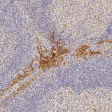 2951. ANTI-PD-L1 ANTIBODY (28-8) 50UL ABCAM