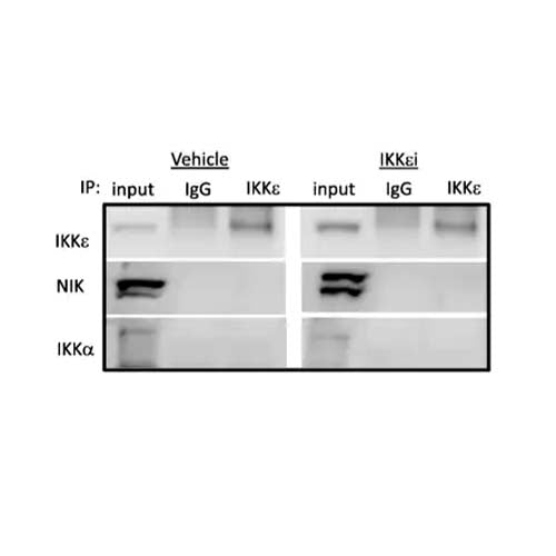 22808. IMMUNOPRECIPITATION KIT 25 TESTS ABCAM