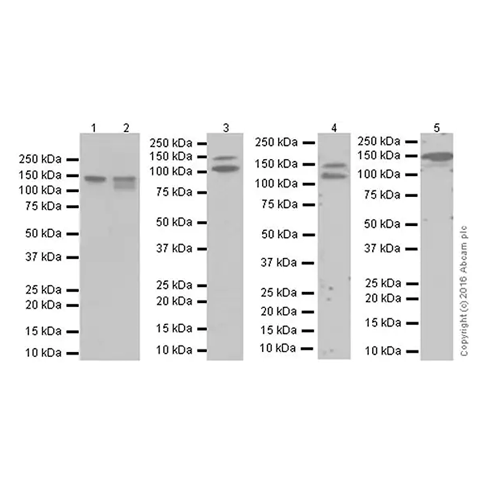 26469. RECOMBINANT ANTI-N CADHERIN ANTIBODY (EPR19654) 100UL ABCAM