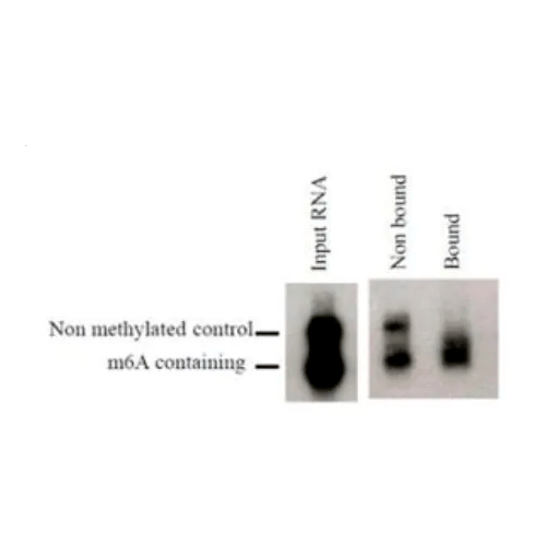 26488. ANTI-N6-METHYLADENOSINE (M6A) ANTIBODY (17-3-4-1) 100UG ABCAM