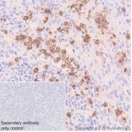 20599. RECOMBINANT ANTI-MYELOPEROXIDASE ANTIBODY (EPR20257) 100UL - ABCAM