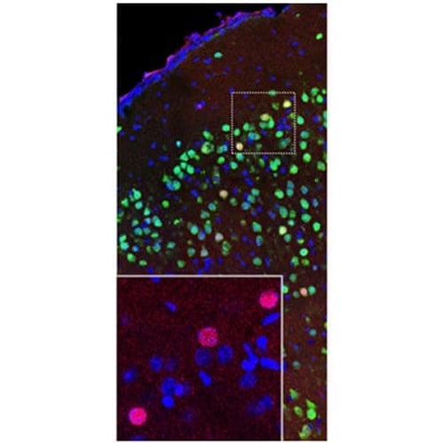 4632. ANTI-C-FOS ANTIBODY (2H2) 100UL - ABCAM