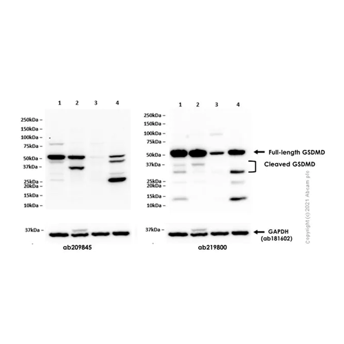 26427. RECOMBINANT ANTI-GSDMD ANTIBODY (EPR19828) 100UL ABCAM