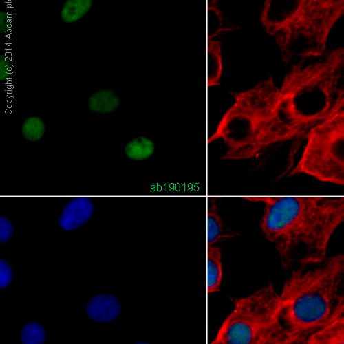 26415. RECOMBINANT ANTI-NEUN ANTIBODY (EPR12763)-BSA AND AZIDE FREE 100UG ABCAM