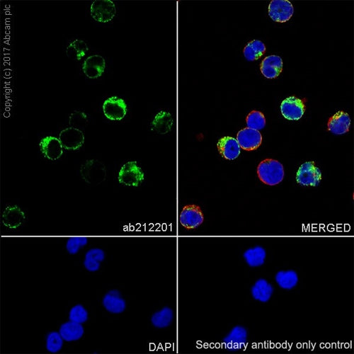 4624. RECOMBINANT ANTI-HUMAN IGM ANTIBODY (EPR20731) 100UL - ABCAM