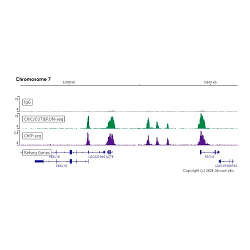 20601. RECOMBINANT ANTI-HISTONE H3 (TRI METHYL K4) ANTIBODY (EPR20551-225)-CHIP GRADE 100UL - ABCAM