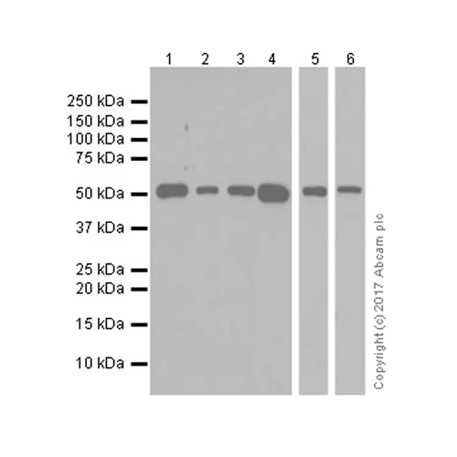 26470. RECOMBINANT ANTI-ANGIOTENSINOGEN ANTIBODY (EPR20599) 100UL ABCAM