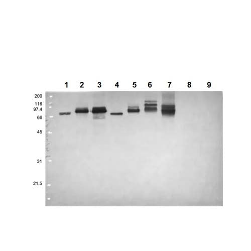 22811. ANTI-FLAVIVIRUS NS1 ANTIBODY (D/2/D6/B7) 1ML ABCAM