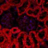 4620. ANTI-CRF ANTIBODY 100UL - ABCAM