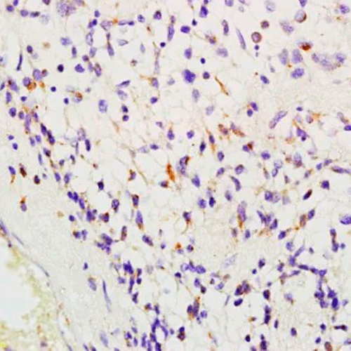 26462. ANTI-CD204 ANTIBODY 100UL ABCAM