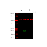 56815. RECOMBINANT ANTI-P21 ANTIBODY (EPR362)-BSA AND AZIDE FREE 100UG - ABCAM
