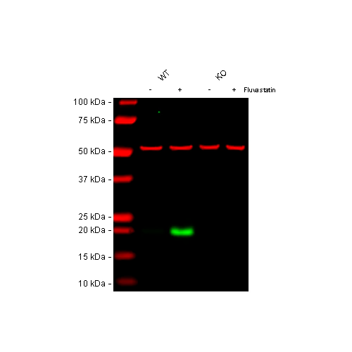 17806. RECOMBINANT ANTI-P21 ANTIBODY (EPR362)-BSA AND AZIDE FREE 100UG - ABCAM