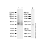 26451. RECOMBINANT ANTI-WNT3A ANTIBODY (EPR21889) 100UL ABCAM