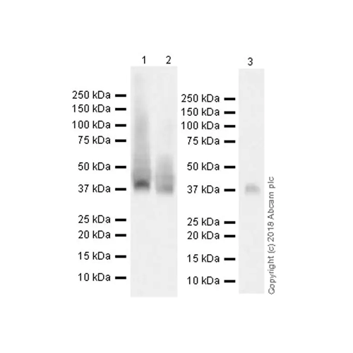 26451. RECOMBINANT ANTI-WNT3A ANTIBODY (EPR21889) 100UL ABCAM