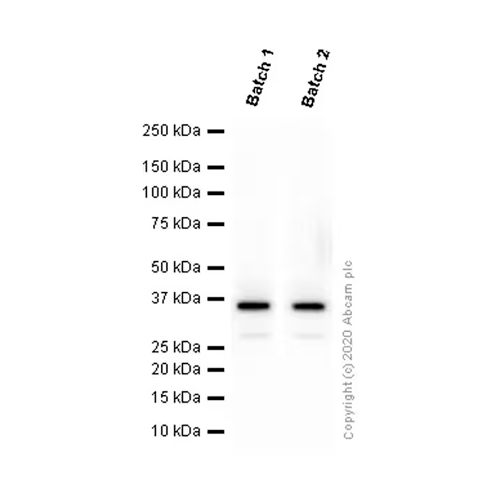 26412. RECOMBINANT ANTI-OLIG2 ANTIBODY (EPR2673) BSA AND AZIDE FREE 100UG ABCAM