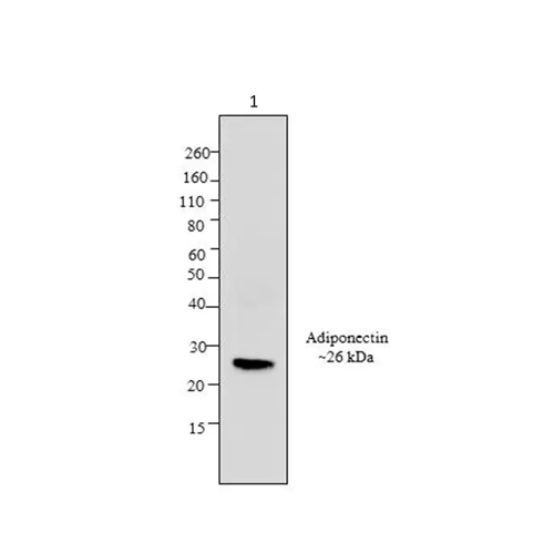 26434. ANTI-ADIPONECTIN ANTIBODY (19F1) 100UG ABCAM