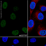 56830. RECOMBINANT ANTI-PAX8 ANTIBODY (SP348)-N-TERMINAL 1ML ABCAM