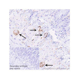 56817. RECOMBINANT ANTI-NCAM1 ANTIBODY (EPR21827) - BSA AND AZIDE FREE 100UG ABCAM