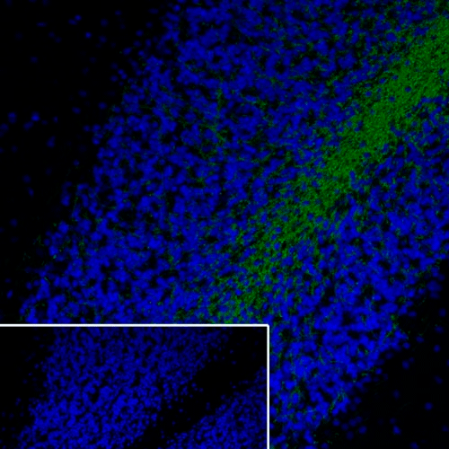 26431. RECOMBINANT ANTI-MYELIN OLIGODENDROCYTE GLYCORPROTEIN ANTIBODY (EPR22629-310) 100UL ABCAM