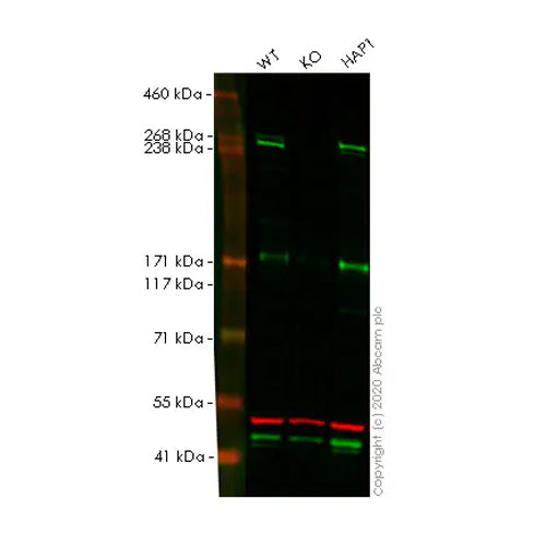 4645. RECOMBINANT ANTI-NEUROFIBROMIN ANTIBODY (EPR22989-68) 100UL - ABCAM