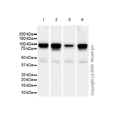 26433. RECOMBINANT ANTI-BETA CATENIN NON-PHOSPHO (ACTIVE) S37/T41 ANTIBODY (EPR23969-131) 100UL ABCAM