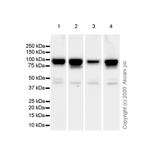 26433. RECOMBINANT ANTI-BETA CATENIN NON-PHOSPHO (ACTIVE) S37/T41 ANTIBODY (EPR23969-131) 100UL ABCAM