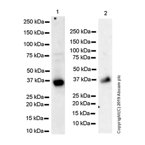 4646. RECOMBINANT ANTI-SFRP1 ANTIBODY (EPR23092-253) 100UL - ABCAM