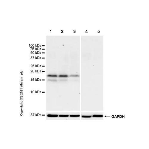 26408. RECOMBINANT ANTI-CDKN2A/P16INK4A ANTIBODY (EPR24167-43) 100UL ABCAM