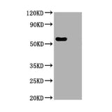 56829. RECOMBINANT ANTI-SARS-COV-2 NUCLEOCAPSID PROTEIN ANTIBODY (1A6) - CHIMERIC 100UL - ABCAM