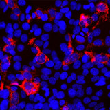 4617. ANTI-SARS-COV-2 SPIKE GLYCOPROTEIN RBD ANTIBODY (5G8) 50UL - ABCAM