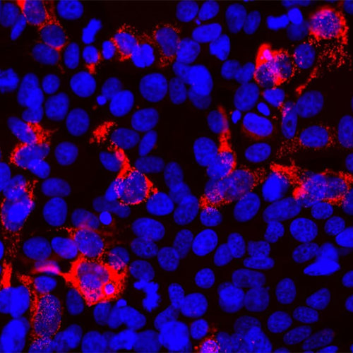 4617. ANTI-SARS-COV-2 SPIKE GLYCOPROTEIN RBD ANTIBODY (5G8) 50UL - ABCAM