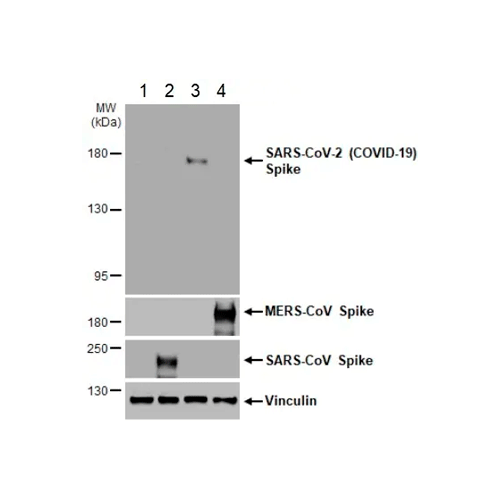 55765. RECOMBINANT ANTI-SARS-COV-2 SPIKE GLYCOPROTEIN S1 ANTIBODY (HL6)-BSA AND AZIDE FREE 100UL ABCAM