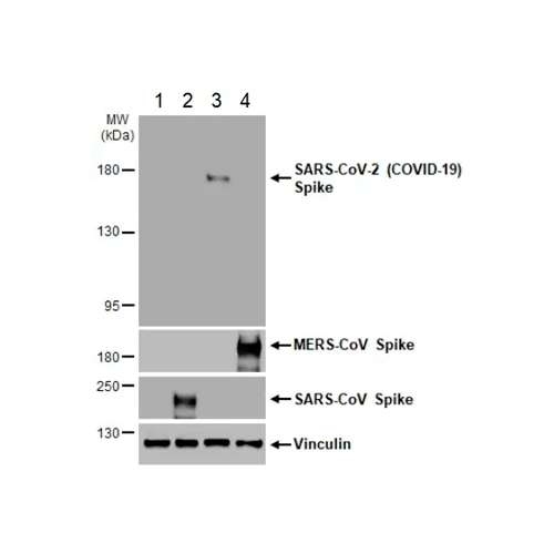 26400. RECOMBINANT ANTI-SARS-COV-2 SPIKE GLYCOPROTEIN S1 ANTIBODY (HL6)-BSA AND AZIDE FREE 100UL ABCAM