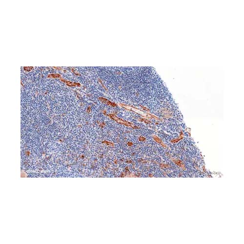 21926. ANTI-CD31 ANTIBODY 100UL - ABCAM