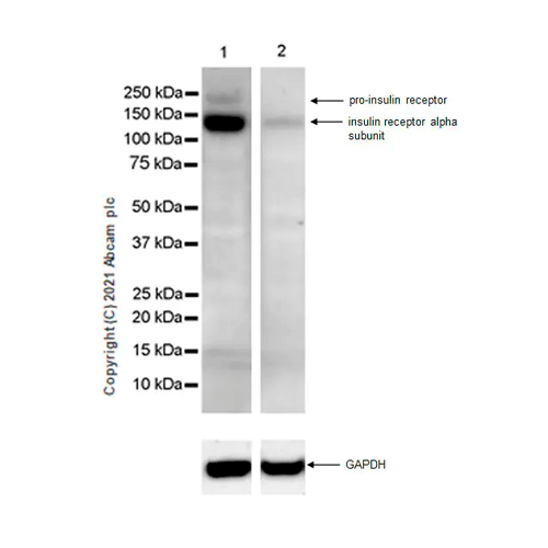 26450. RECOMBINANT ANTI-INSULIN RECEPTOR ALPHA ANTIBODY (EPR23962-157) 100UL ABCAM