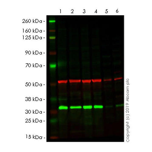 4652. ANTI-PCNA ANTIBODY (PC10) 100UG ABCAM