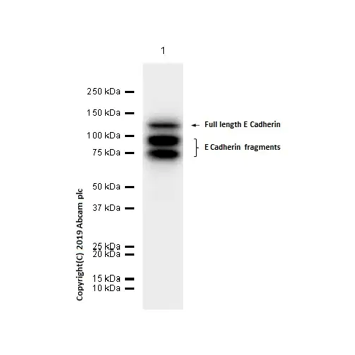 26447. RECOMBINANT ANTI-E CADHERIN ANTIBODY (EP700Y) - INTERCELLULAR JUNCTION MARKER 100UL ABCAM