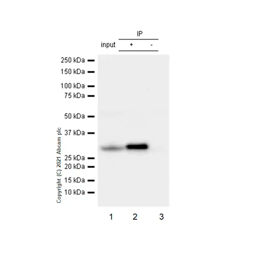 26483. RECOMBINANT ANTI-CDK5 ANTIBODY (EP715Y) 100UL ABCAM