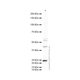 26457. ANTI-VEGFA ANTIBODY 100UG ABCAM