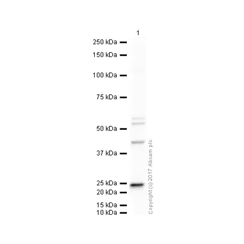 26457. ANTI-VEGFA ANTIBODY 100UG ABCAM