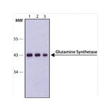 2942. ANTI-GLUTAMINE SYNTHETASE ANTIBODY 100UL ABCAM