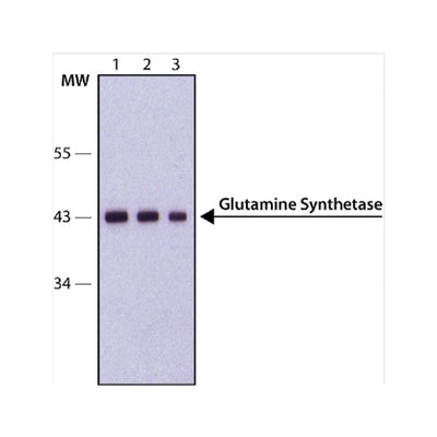 2942. ANTI-GLUTAMINE SYNTHETASE ANTIBODY 100UL ABCAM